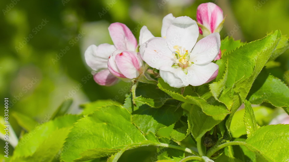 Flowering apple tree
