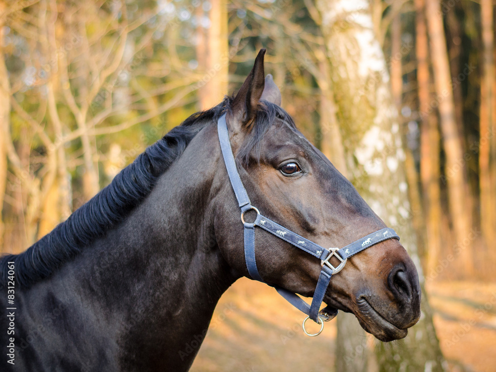 Obraz premium dark sorrel stallion