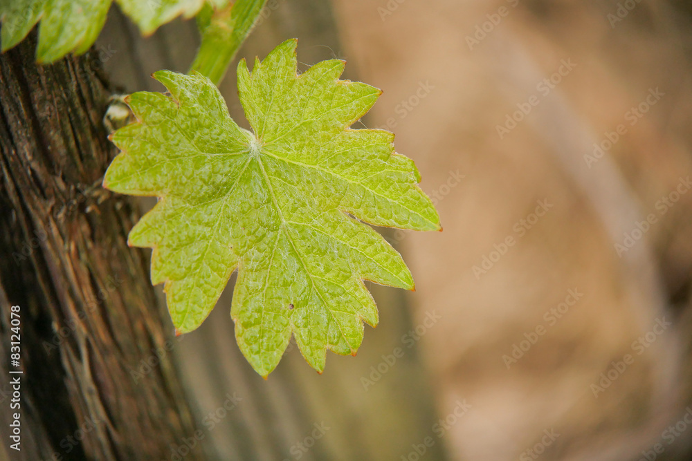 Vine Leaf in spring-Vineyard south west of France, Bordeaux Vine Vine Leaf in spring-Vineyard south west of France, Bordeaux Vine