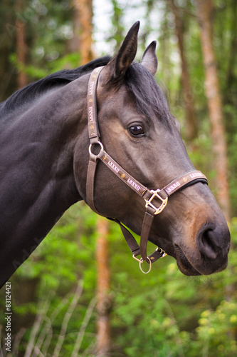 dark sorrel stallion © vprotastchik