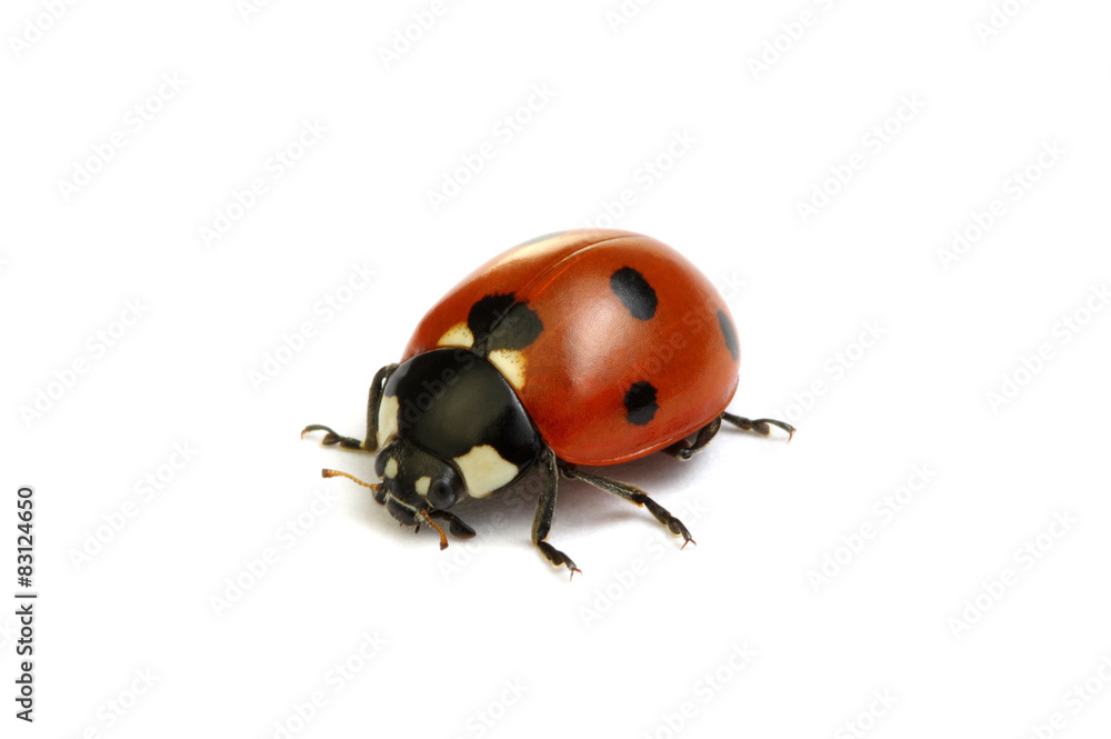 Fototapeta premium Ladybug