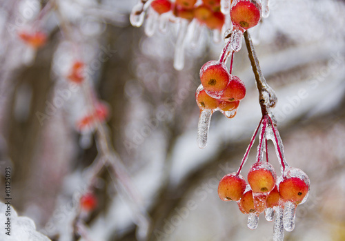    	 Branch with small apples, ice-covered.  photo