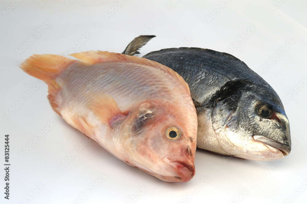 Fototapeta premium fische