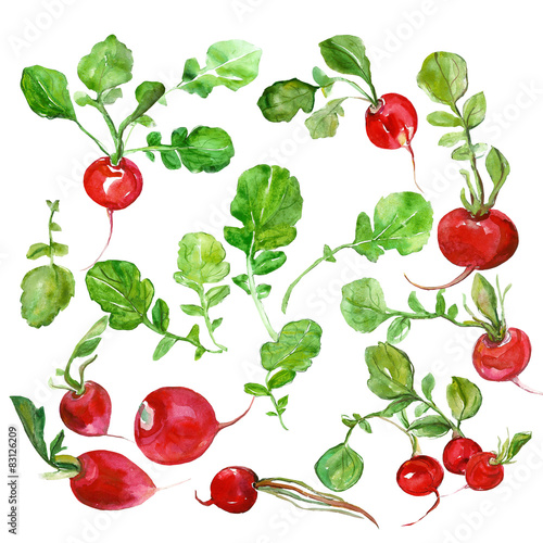 Radishes  pattern