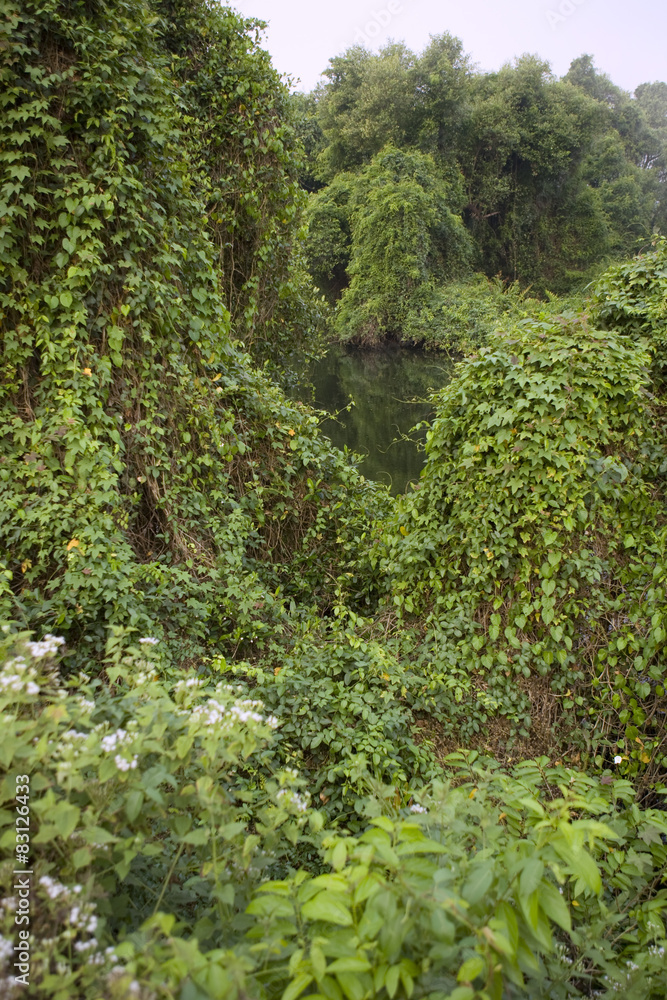 Deep Forest, Lush Tropical Rainforest in North India Deep Forest, Lush Tropical Rainforest in North India