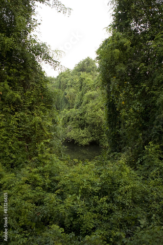 Deep Forest  Lush Tropical Rainforest in North India