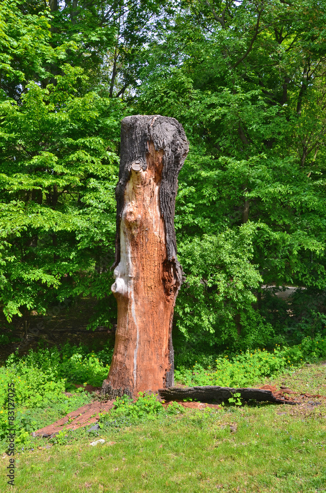 Obraz premium alter baum