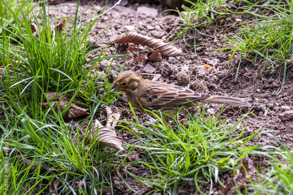 Fototapeta premium Yellowhammer