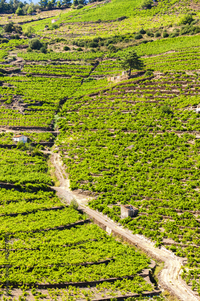 vineyard on Cote Vermeille near Port-Vendres, Languedoc-Roussill