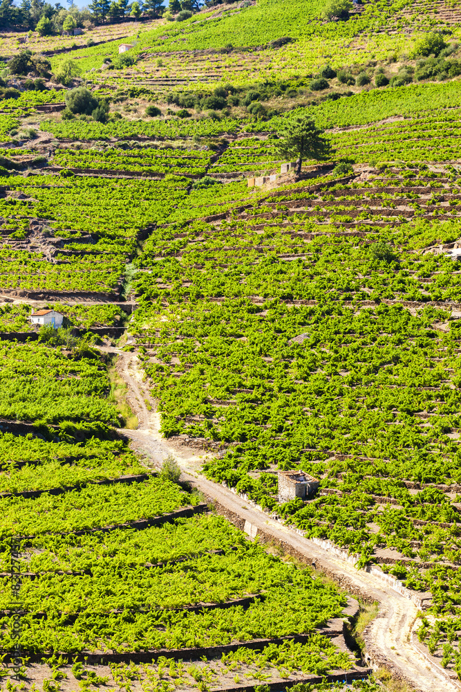 vineyard on Cote Vermeille near Port-Vendres, Languedoc-Roussill vineyard on Cote Vermeille near Port-Vendres, Languedoc-Roussill