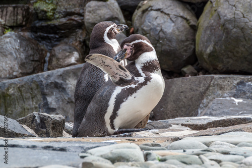 Penguin grooming