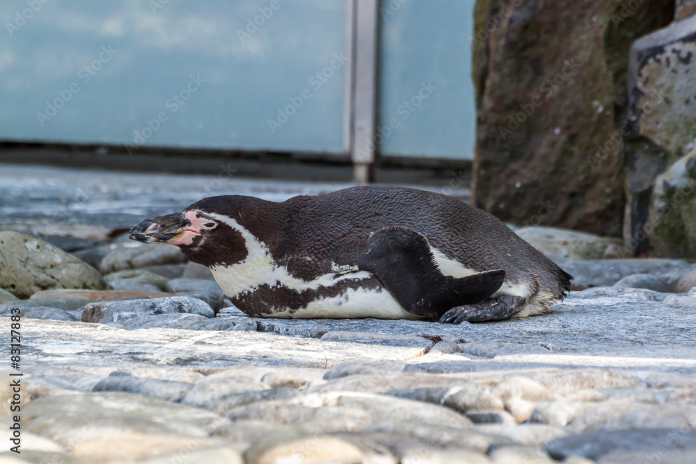 Naklejka premium Penguin