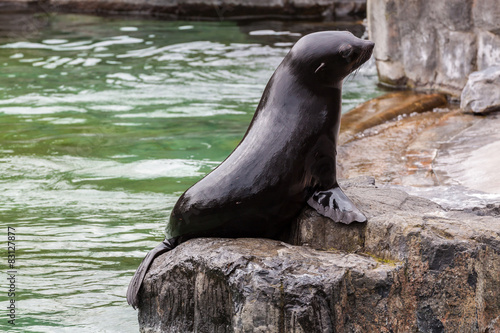 Baby Seal