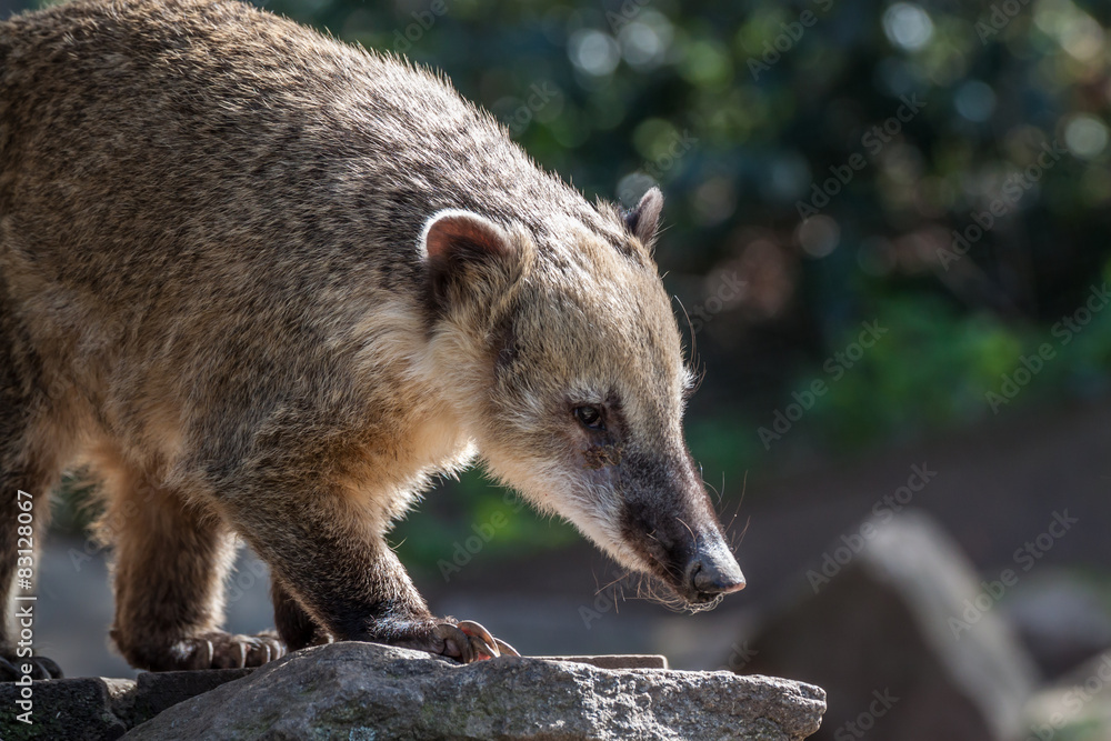 Naklejka premium South american coati