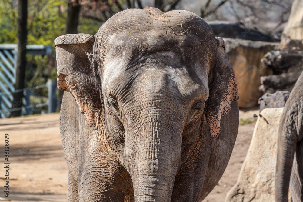 Fototapeta premium Asian Elephant