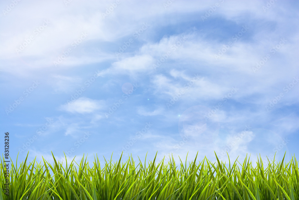 Grass grass under blue sky and clouds Grass grass under blue sky and clouds