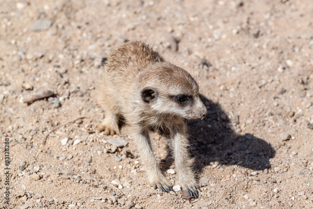 Obraz premium Suricate
