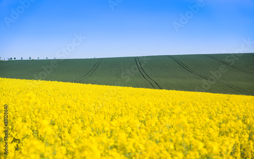 field  rapeseed  yellow  agriculture  green  sky  farming  natur