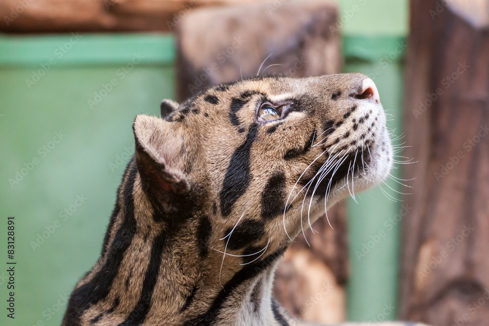 Fototapeta premium Clouded Leopard