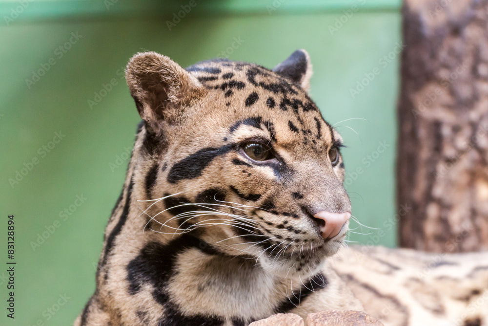 Fototapeta premium Clouded Leopard
