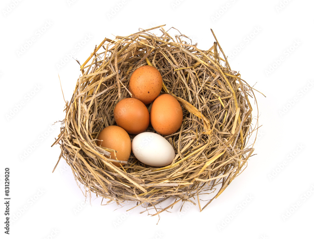 twigs nest with white egg and one of different or unique twigs nest with white egg and one of different or unique