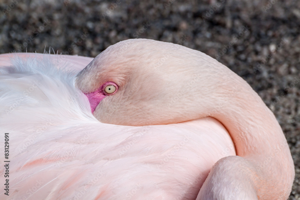 Fototapeta premium Greater flamingo closeup
