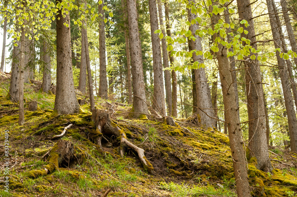 Obraz premium Baumstumpf_Waldrand_Bäume