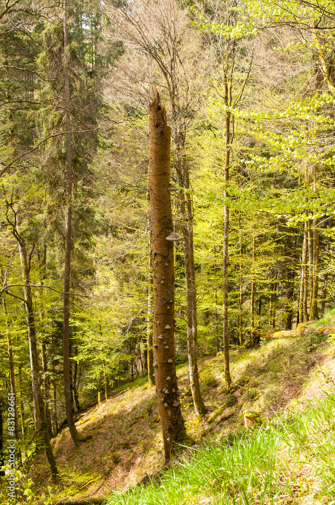 Fototapeta premium Baumstamm_abgebrochen_Wald