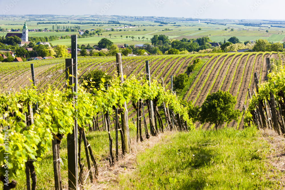 view of vineyard near Unterretzbach, Lower Austria, Austria