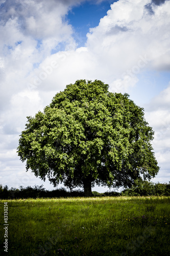 Eichenbaum auf der Wiese