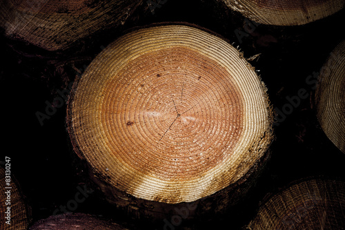 Baumstamm mit Jahrsringen