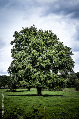 Eichenbaum auf der Wiese