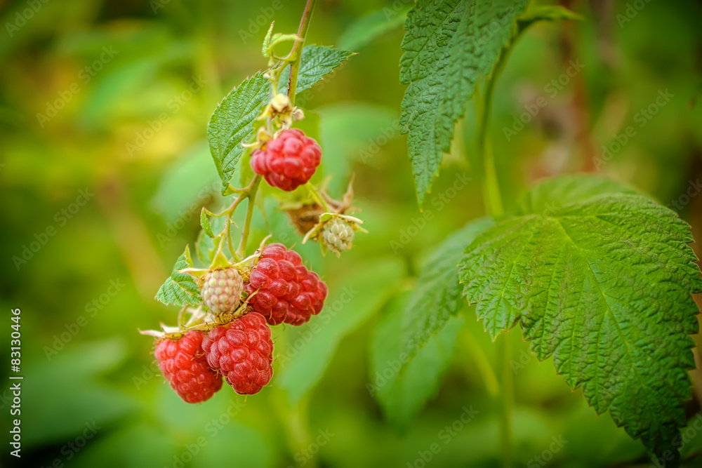 Growing Organic Berries Closeup Growing Organic Berries Closeup