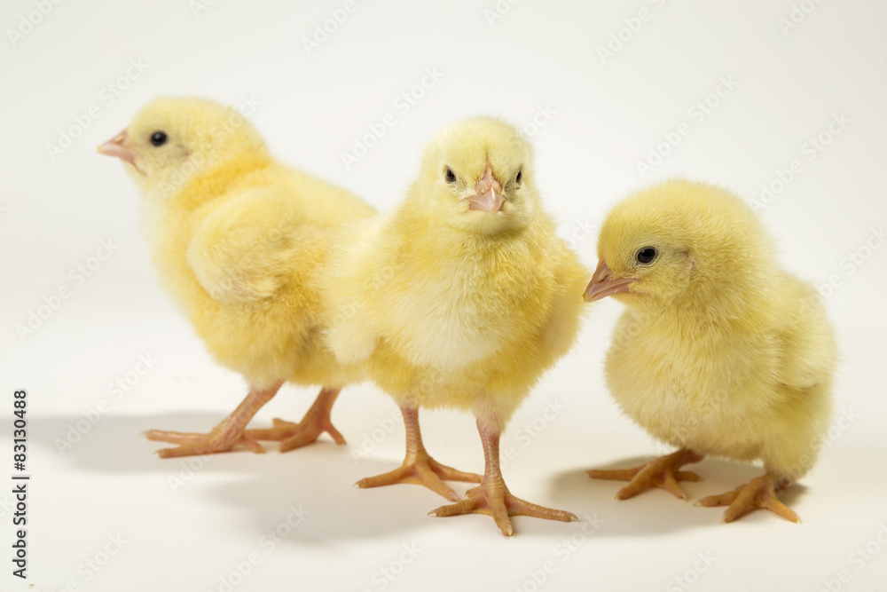 Three little chickens