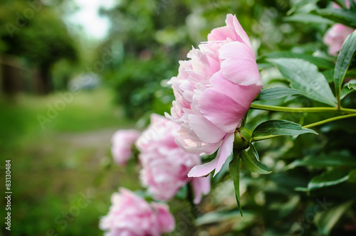 Pink peonies in countryside garden with a blurred background.