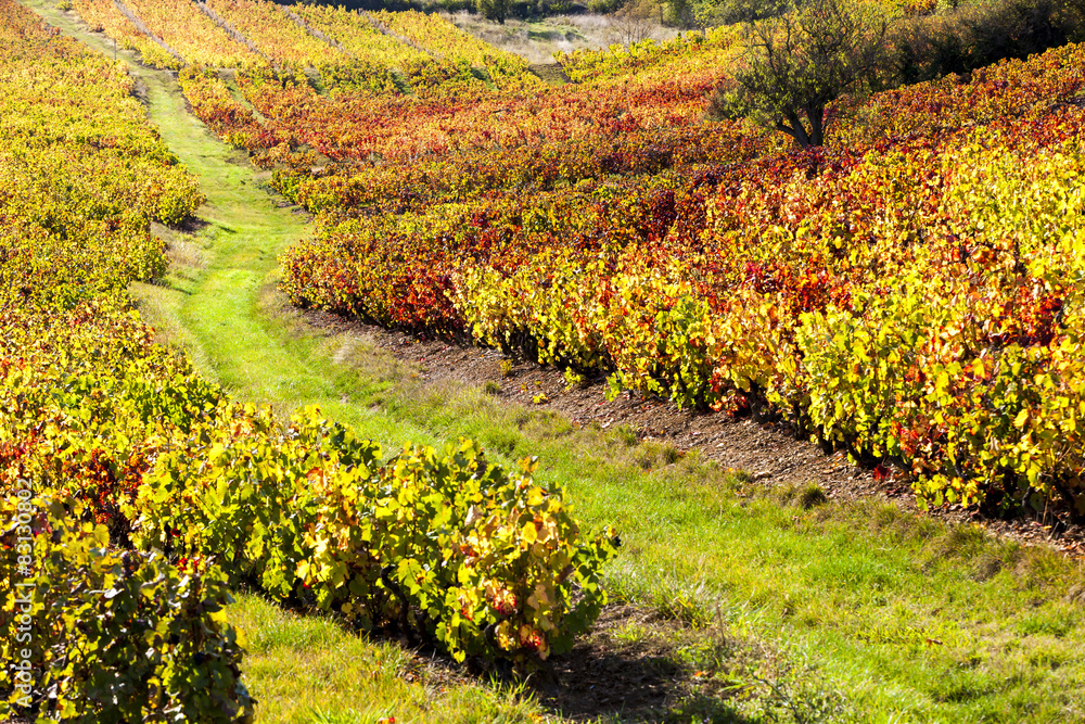 vineyards of Beaujolais, Rhone-Alpes, France