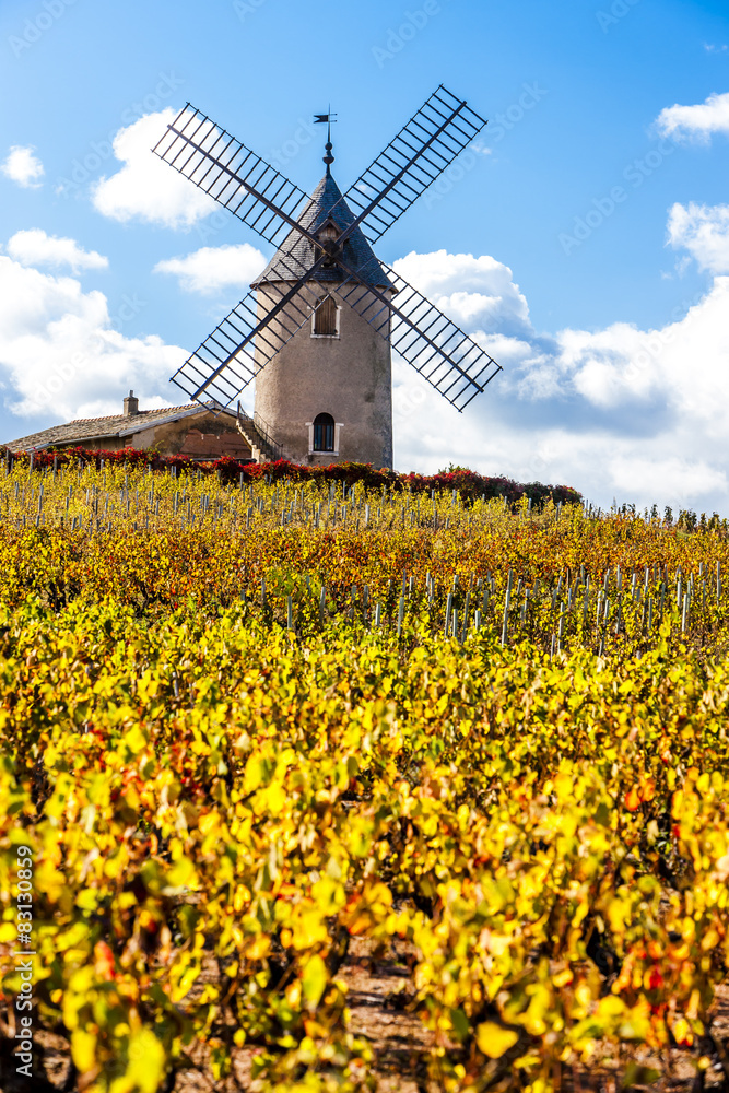 vineyard with windmill near Chenas, Beaujolais, Rhone-Alpes, Fra