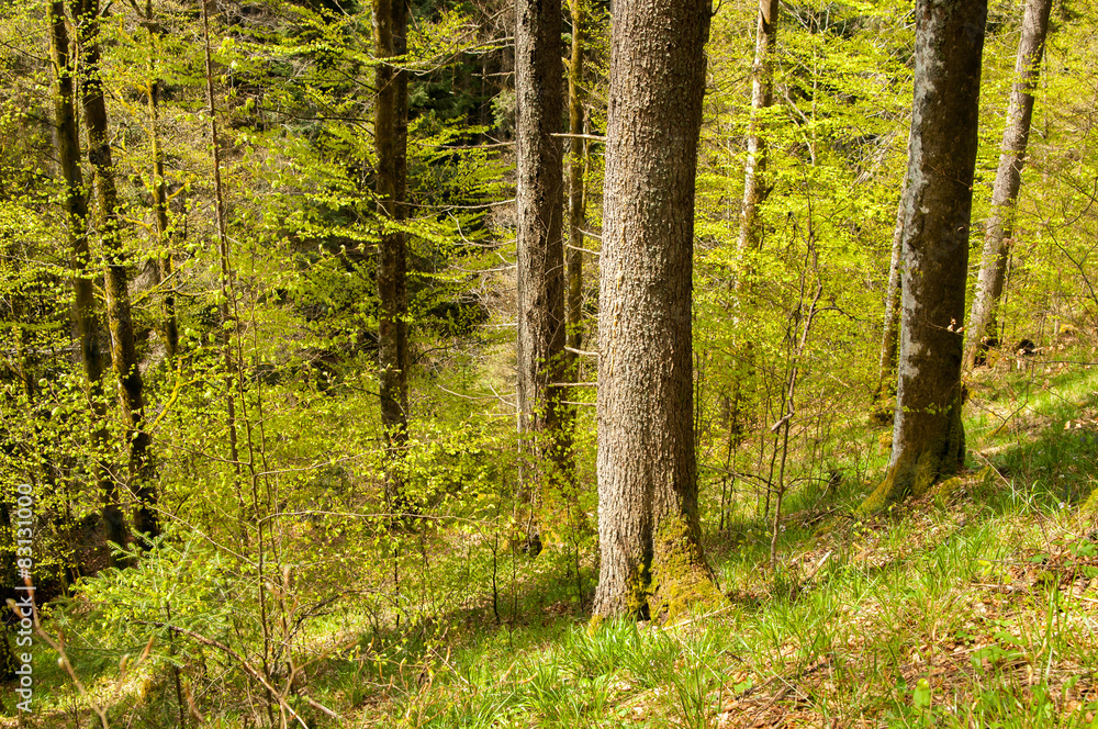 Fototapeta premium Waldrand