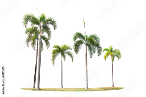 betel palm trees