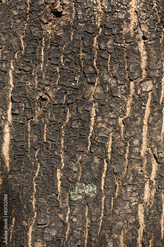 dry tree bark texture background  closeup