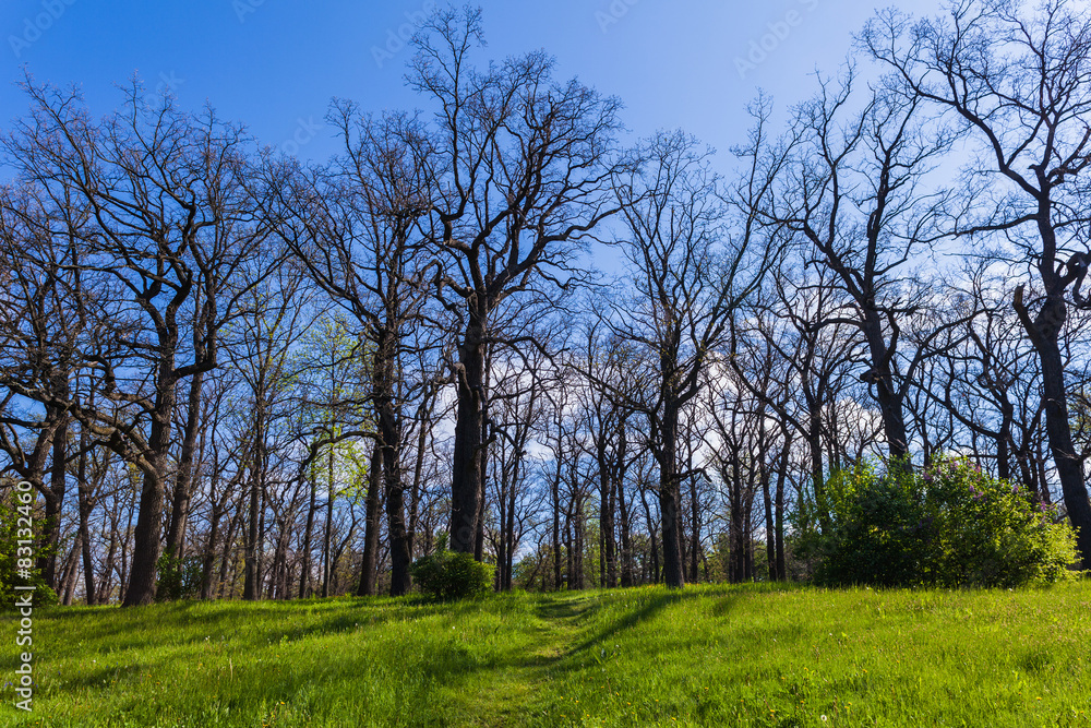 Obraz premium landscape oak grove