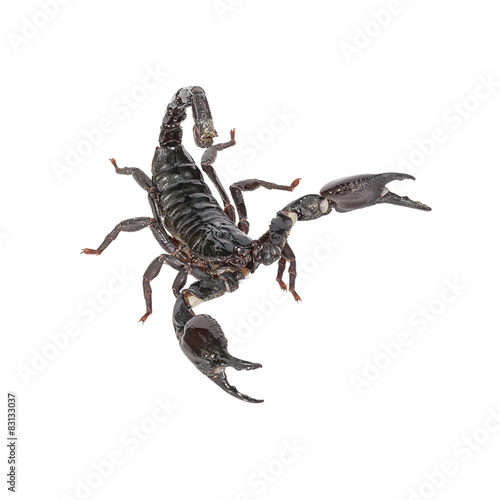 Scorpion on a white background