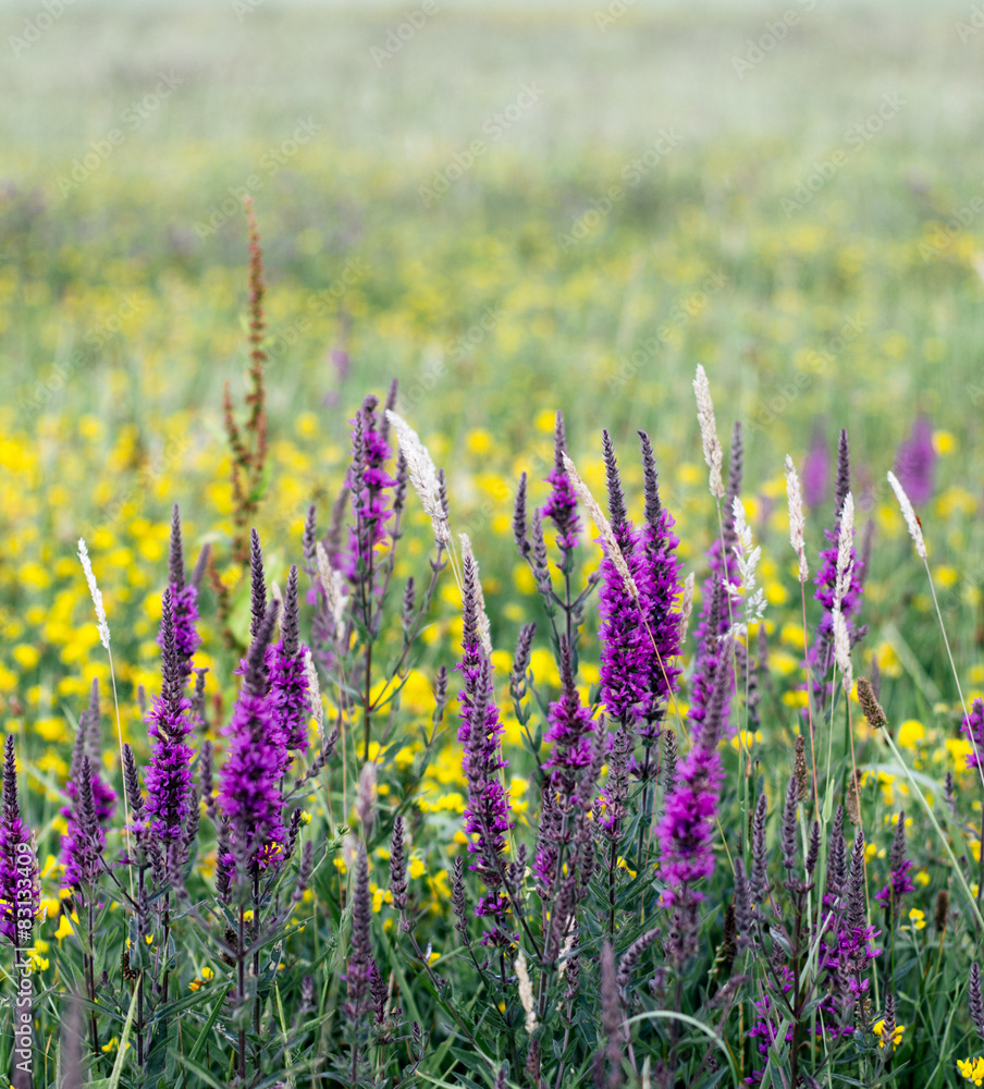 Naklejka premium Flowers field