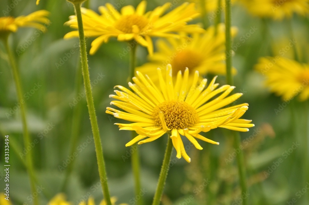 Obraz premium Flower
