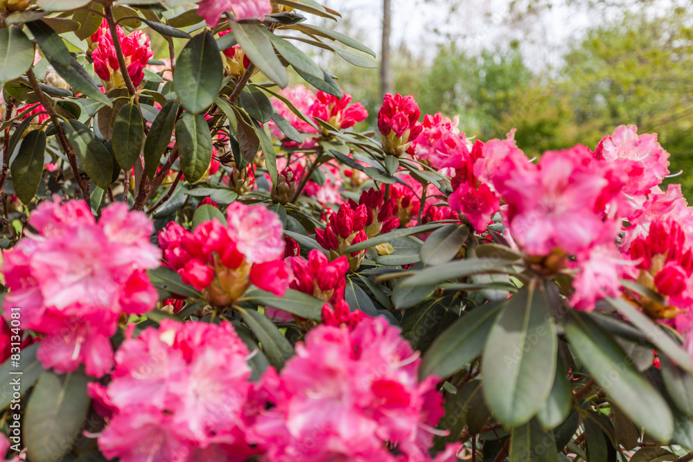 Rhododendren