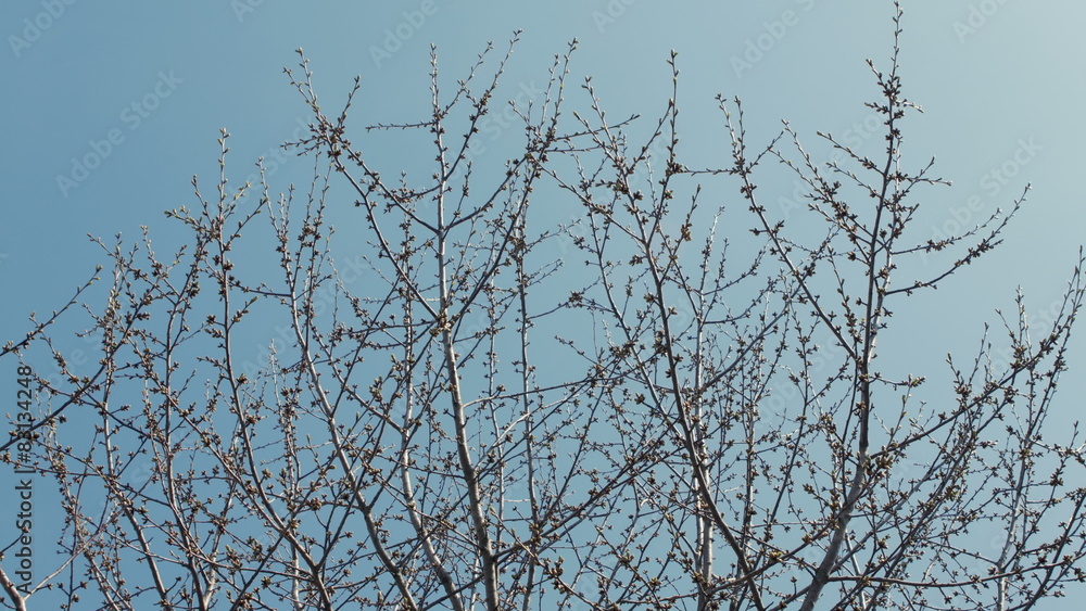 Crown young spring tree against the blue sky Crown young spring tree against the blue sky