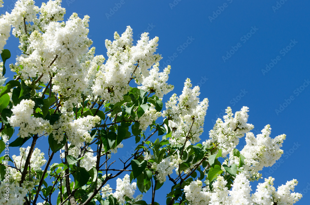 White blooming lilac in springtime White blooming lilac in springtime