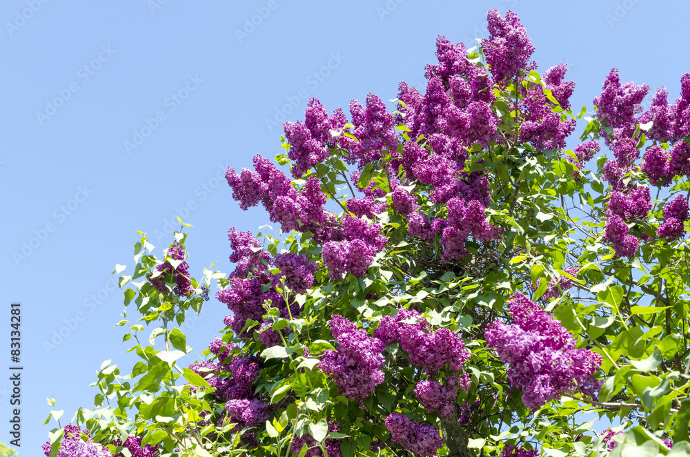 Closeup of blossomed lilac flower bushes against blue sky