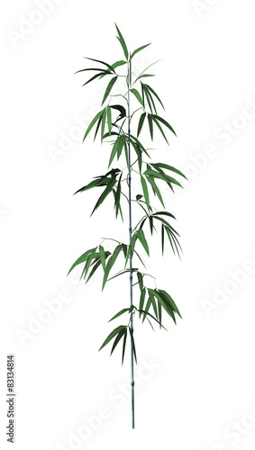 Fototapeta Naklejka Na Ścianę i Meble -  Bamboo Tree
