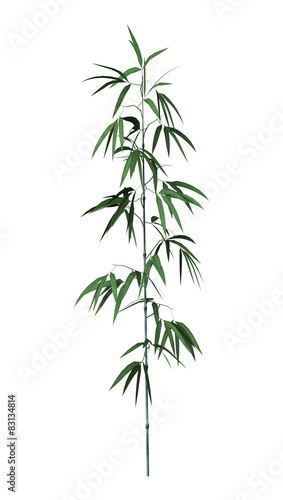 Bamboo Tree